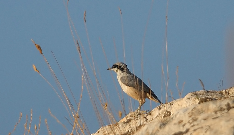 Western Rock Nuthatch