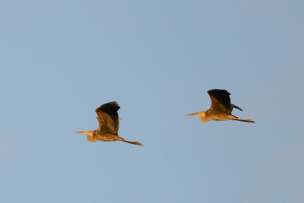 Purple Heron