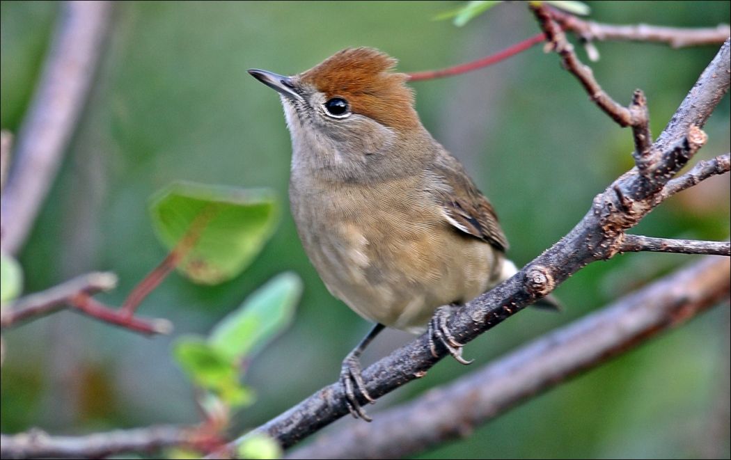 Eurasian Blackcap