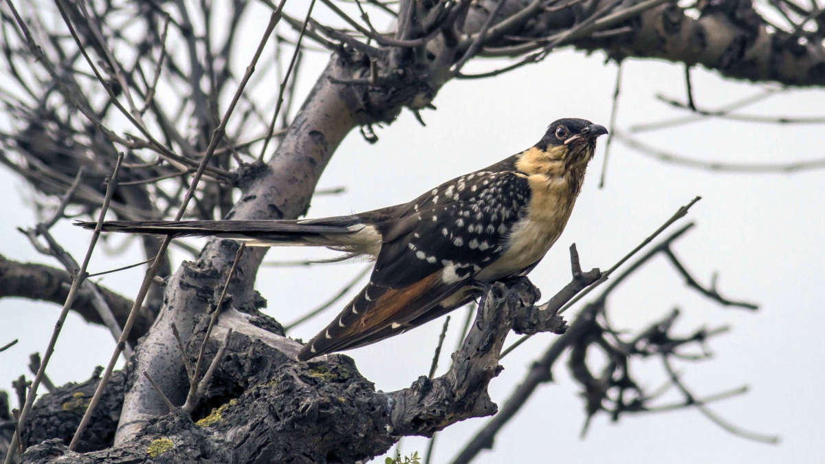 Great Spotted Cuckoo