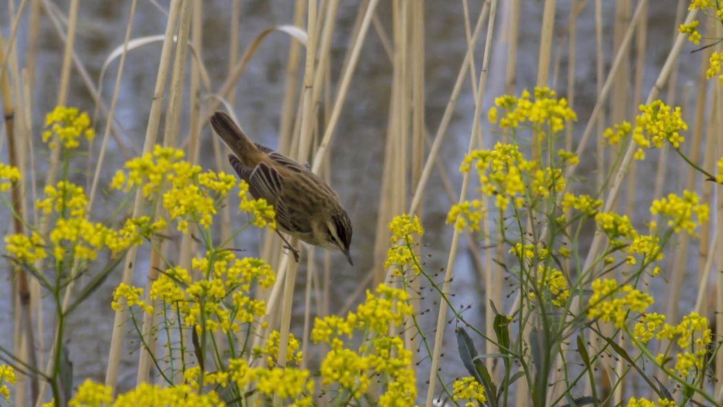 Sedge Warbler