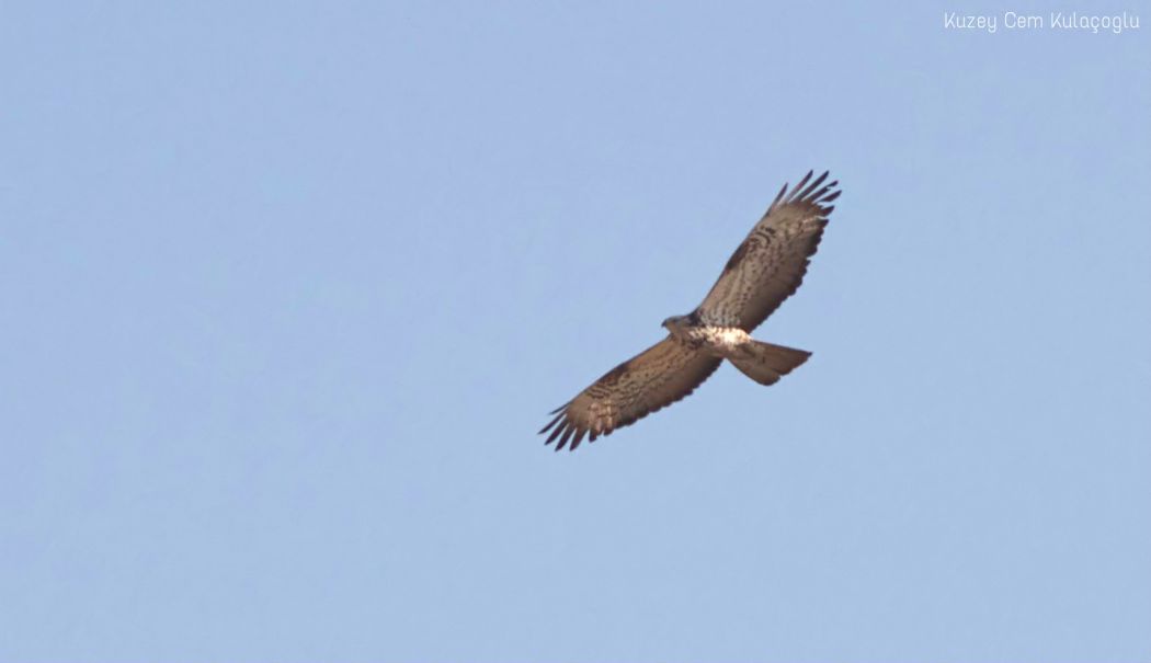 European Honey Buzzard