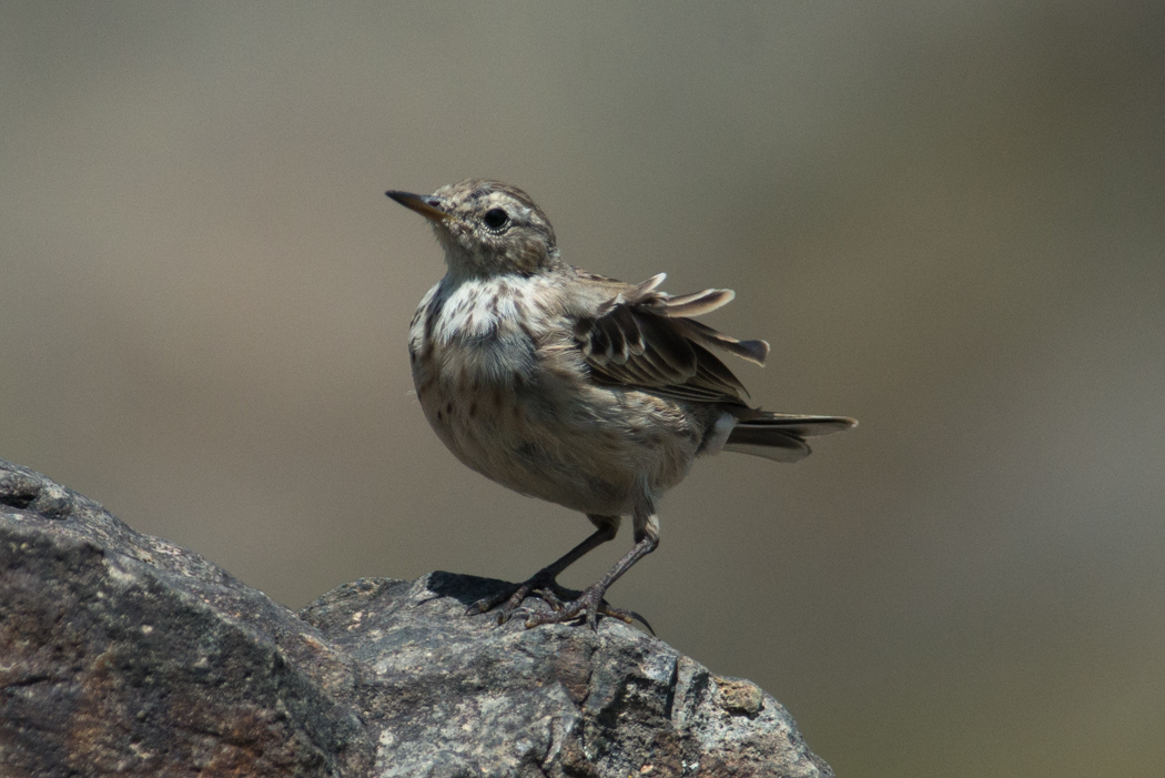 Water Pipit