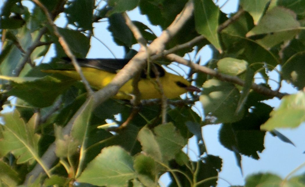 Eurasian Golden Oriole