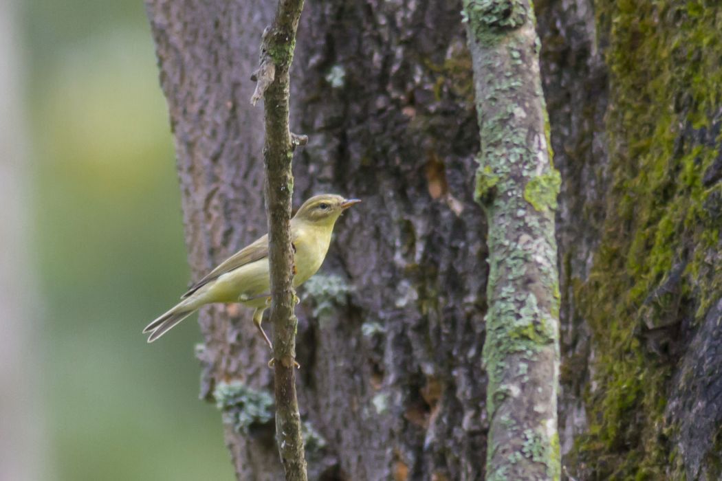 Willow Warbler