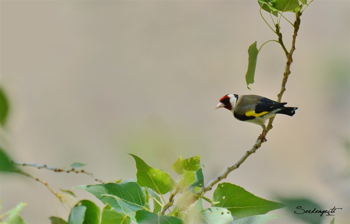 European Goldfinch