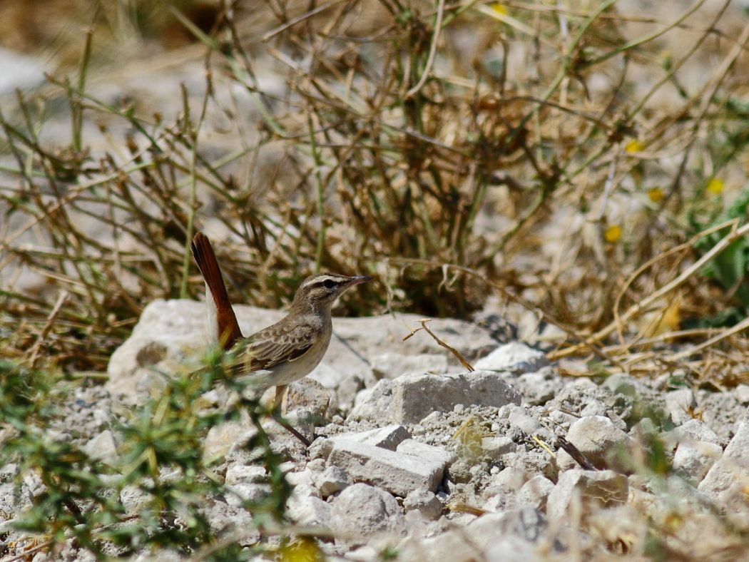 Rufous-tailed Scrub Robin
