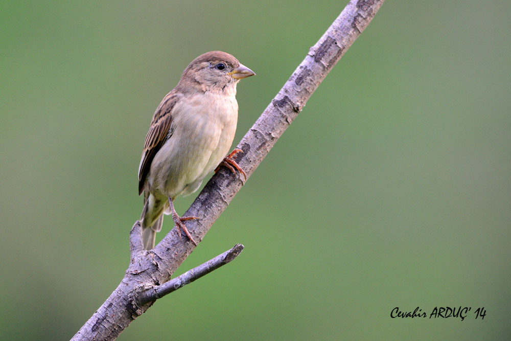 House Sparrow