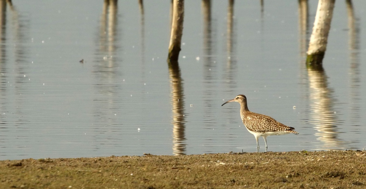 Eurasian Whimbrel