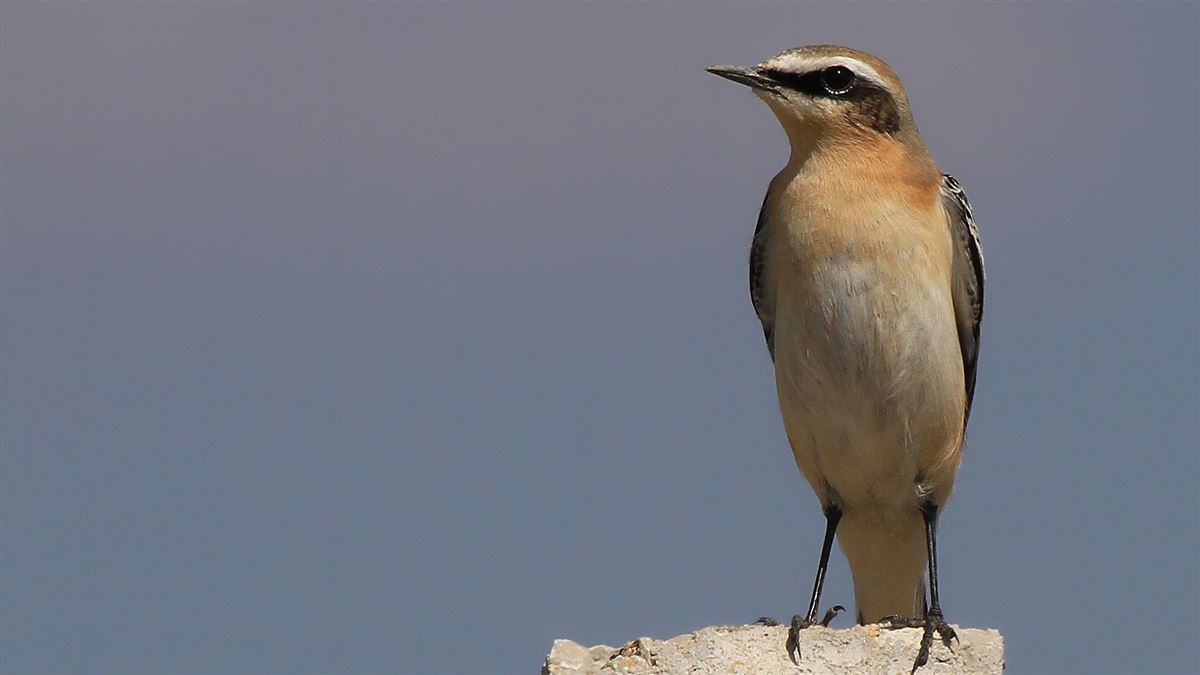Northern Wheatear