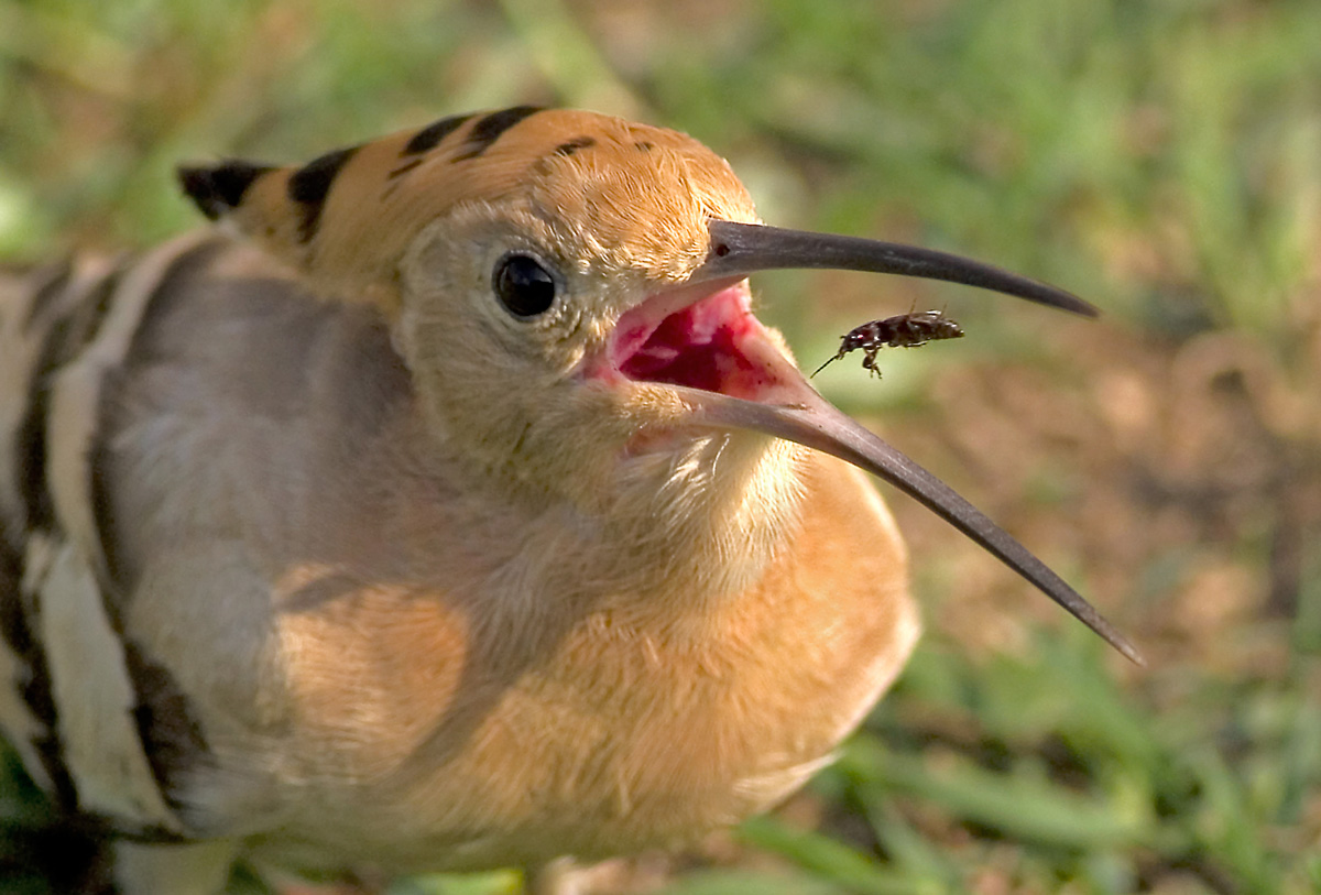 Common Hoopoe