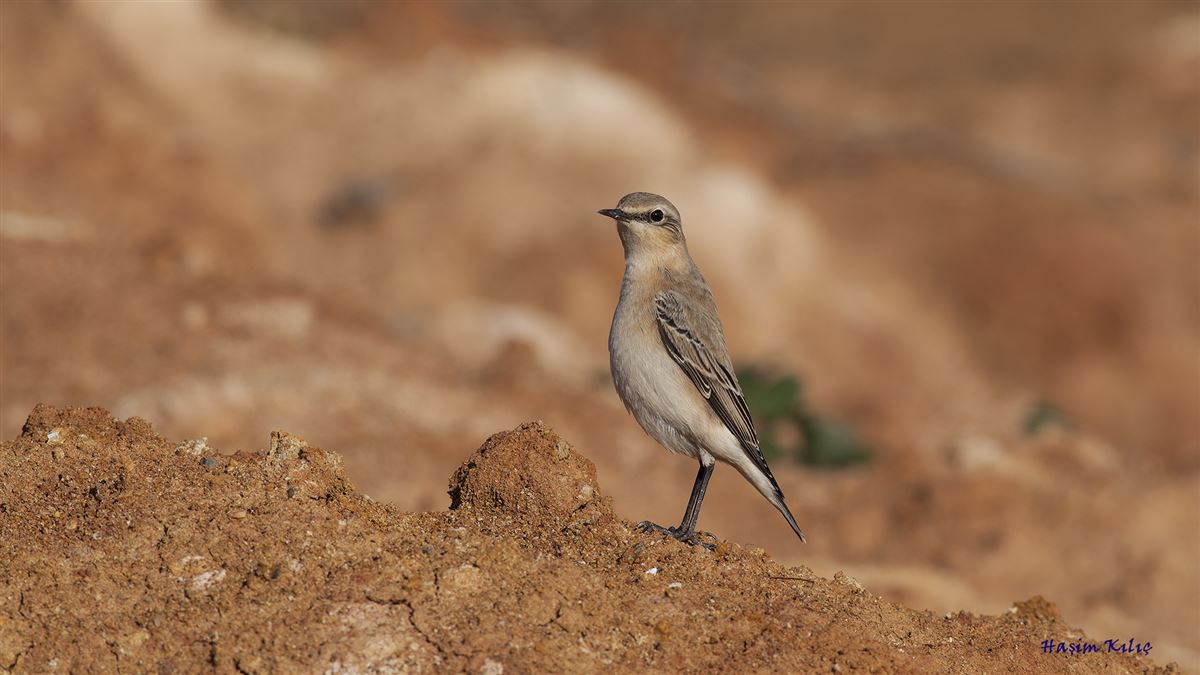 Northern Wheatear