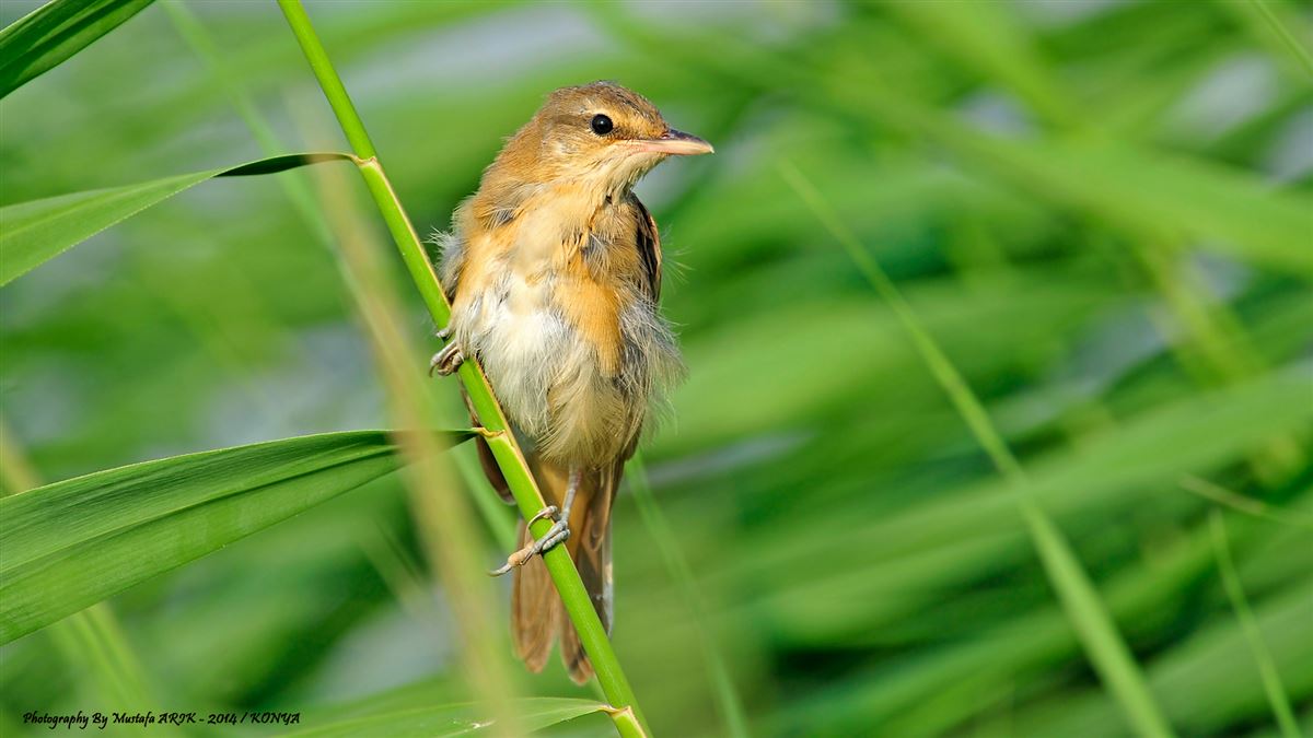 Great Reed Warbler