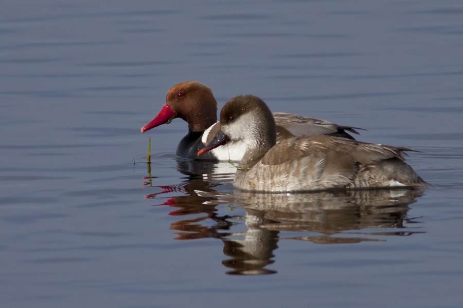 Red-crested Pochard