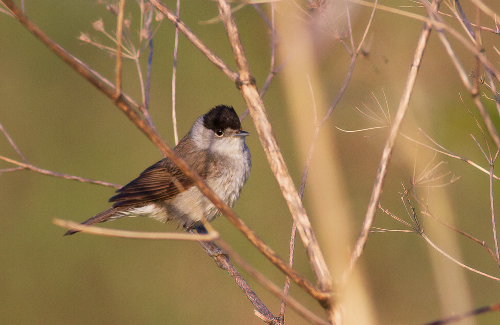 Eurasian Blackcap