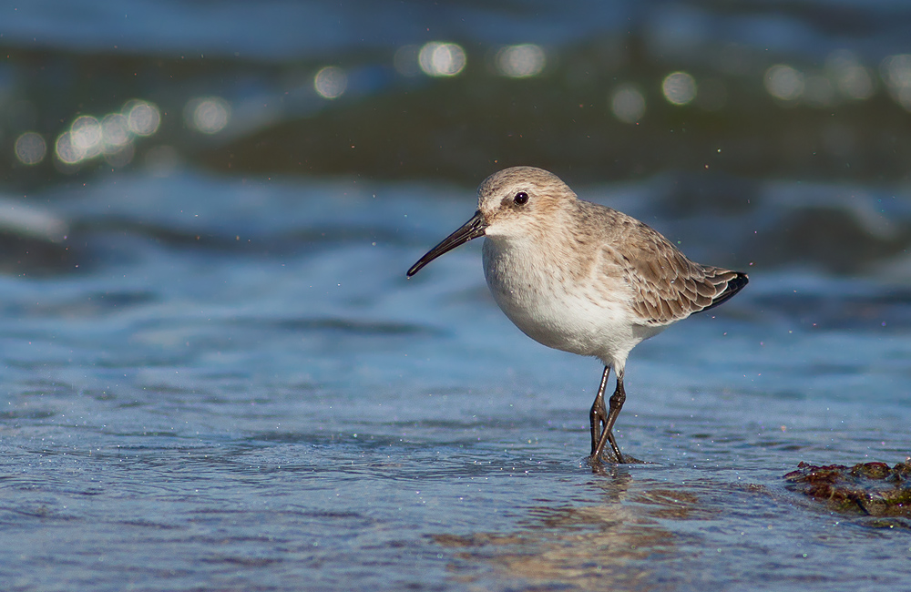 Dunlin