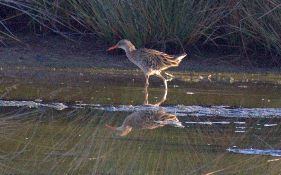 Water Rail