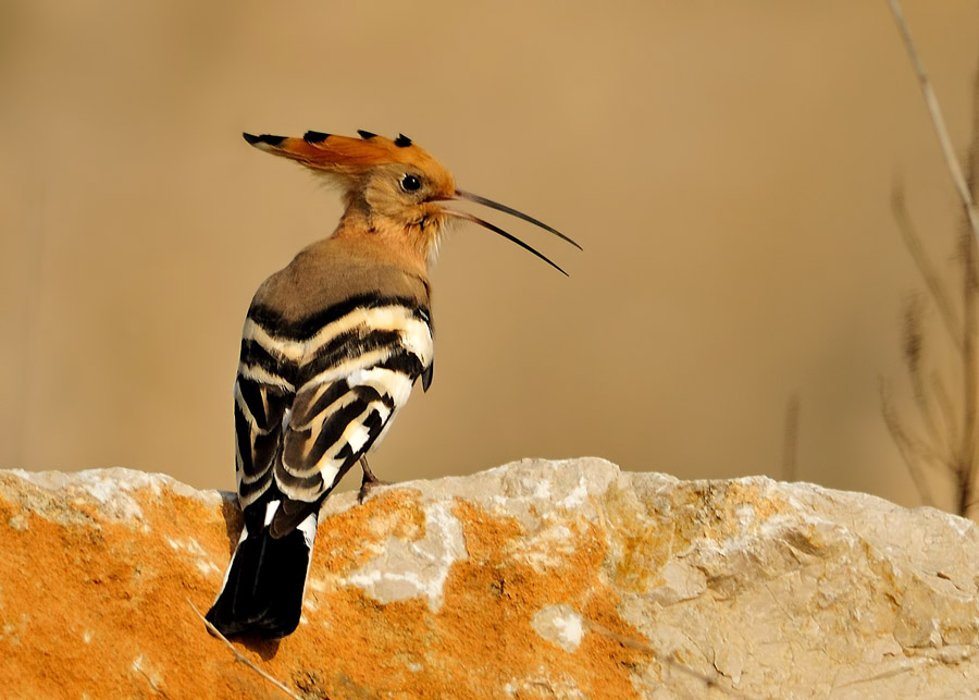 Common Hoopoe