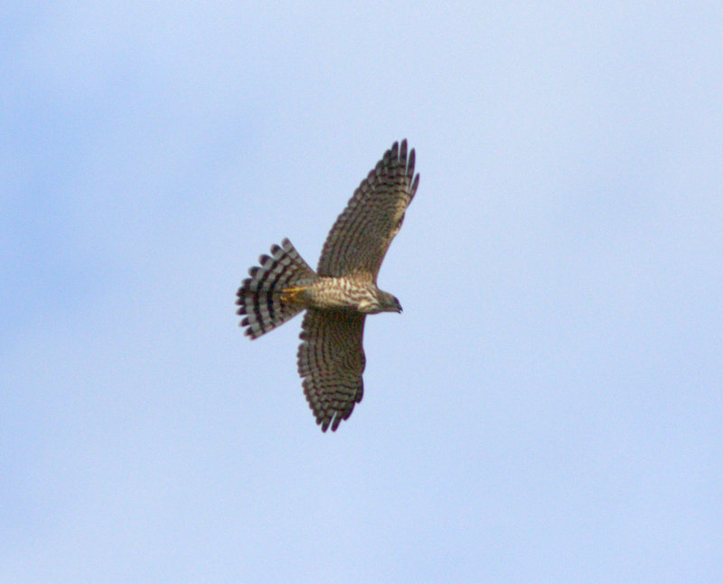 Levant Sparrowhawk