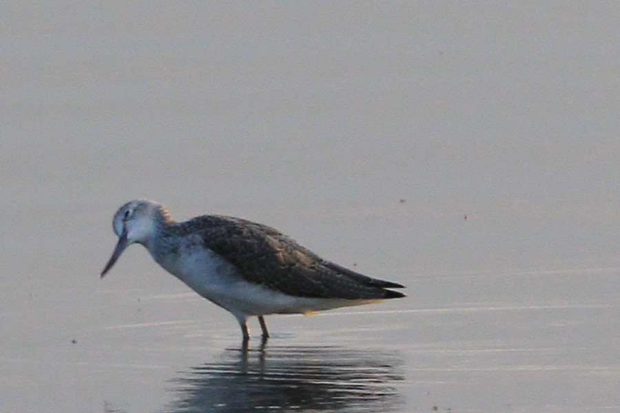 Common Greenshank