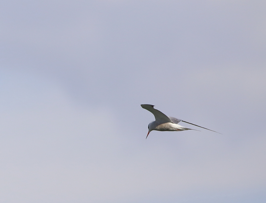 Common Tern