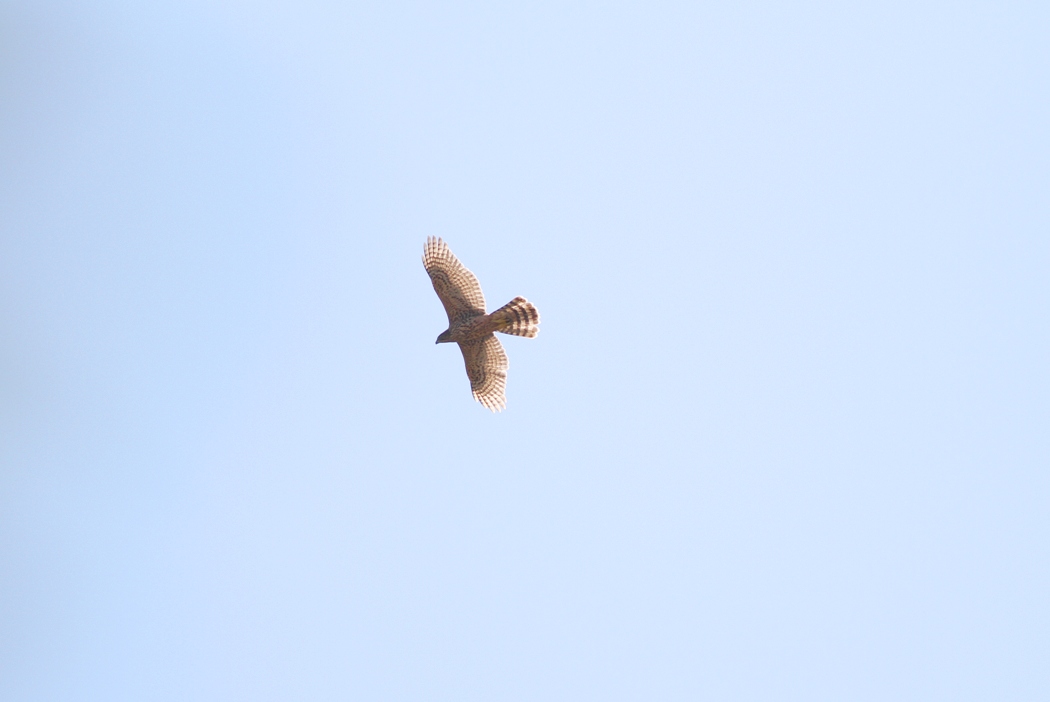 Eurasian Goshawk