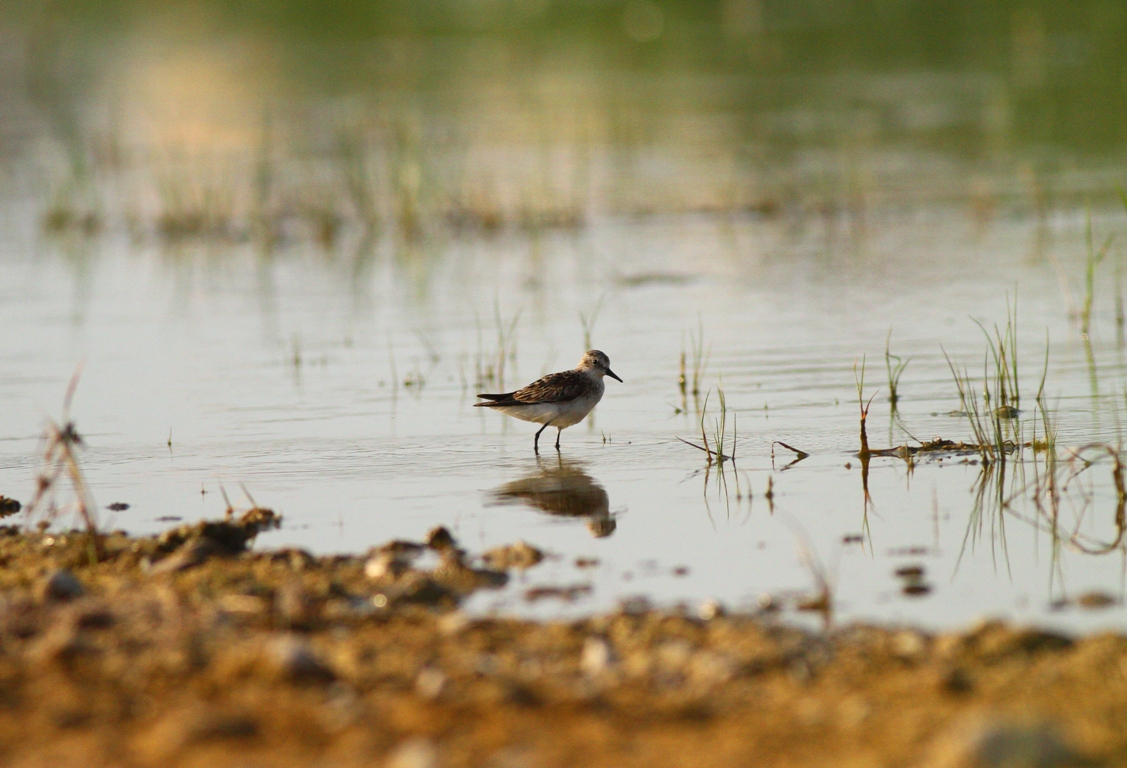 Little Stint
