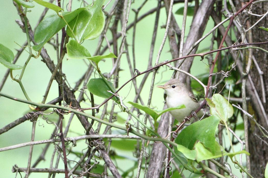Eastern Olivaceous Warbler