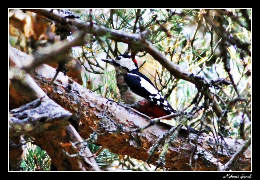 Syrian Woodpecker
