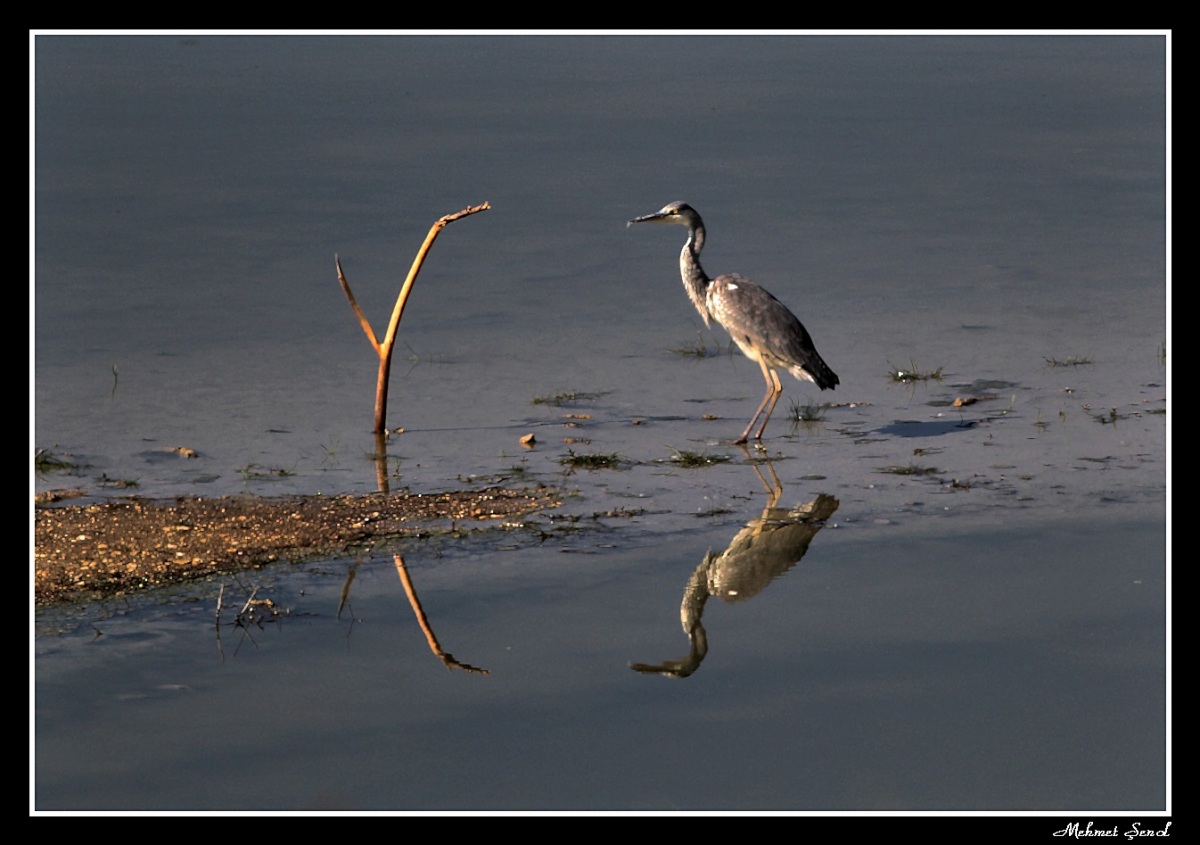 Grey Heron