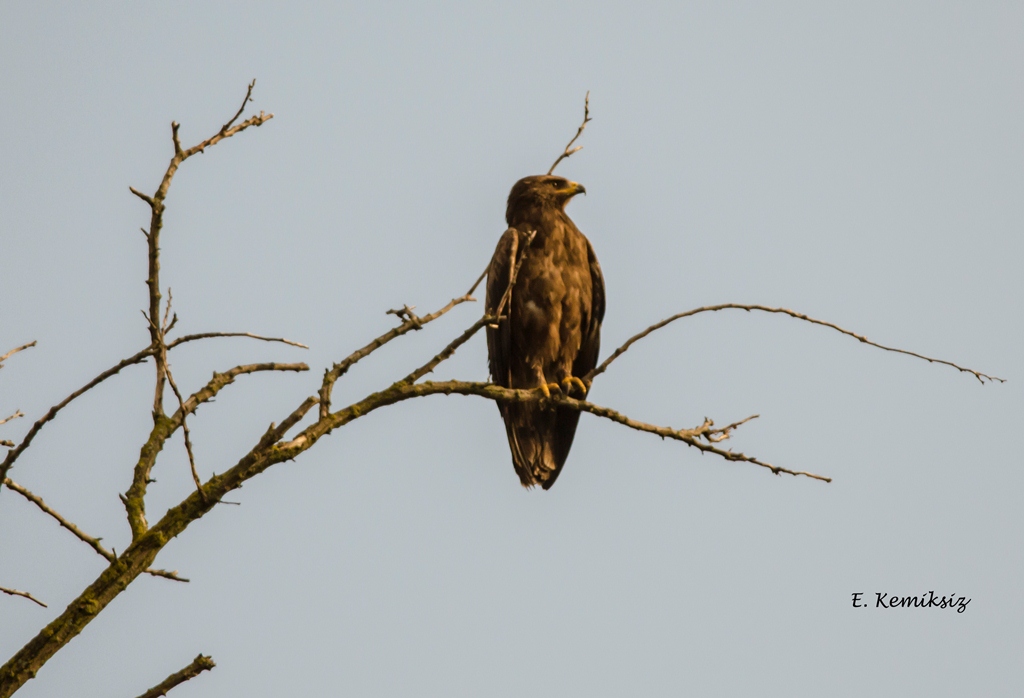 Lesser Spotted Eagle