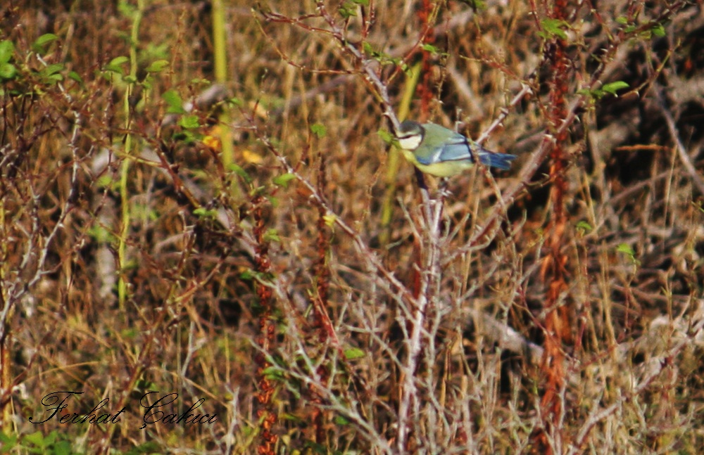 Eurasian Blue Tit