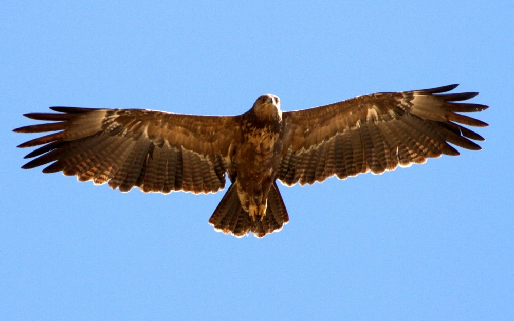 Lesser Spotted Eagle