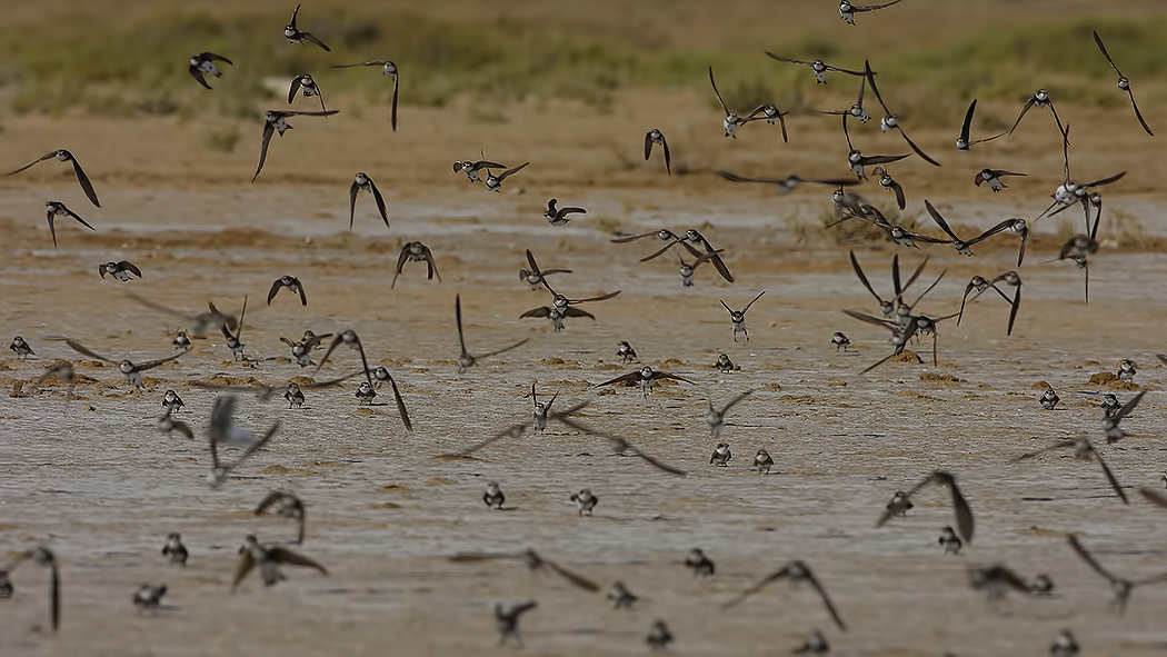 Sand Martin