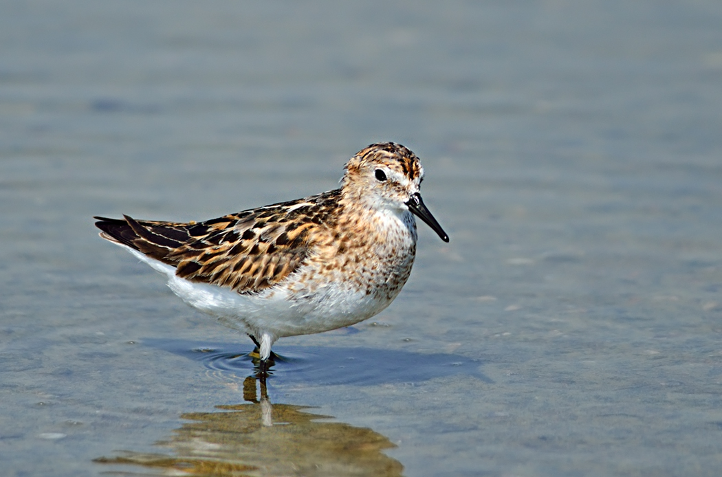 Little Stint