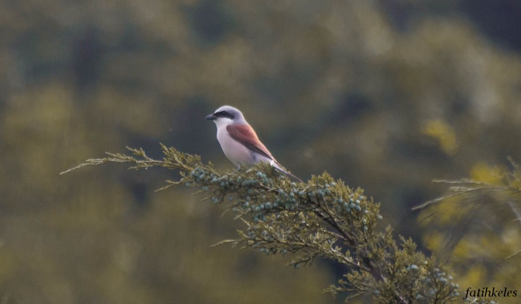 Red-backed Shrike
