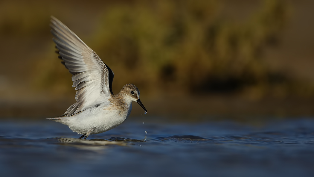 Little Stint