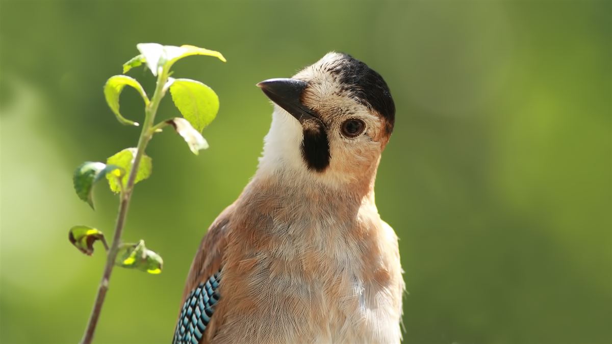 Eurasian Jay