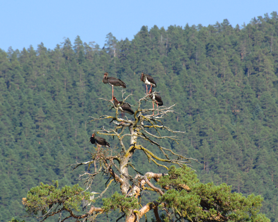 Black Stork