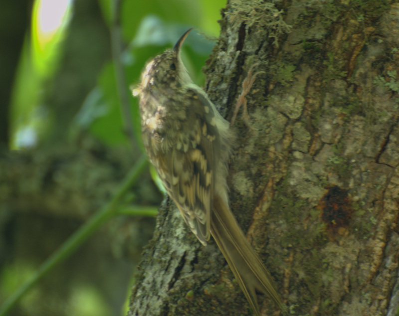 Eurasian Treecreeper