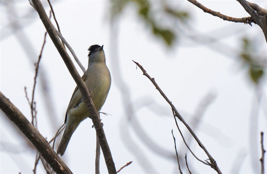Eurasian Blackcap