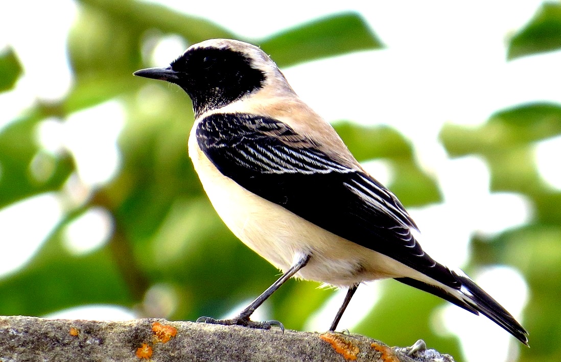 Black-eared Wheatear