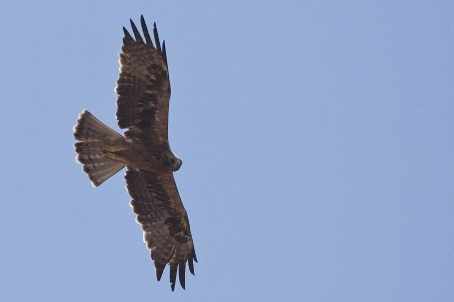 Booted Eagle