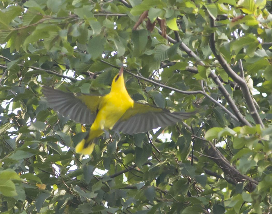Eurasian Golden Oriole