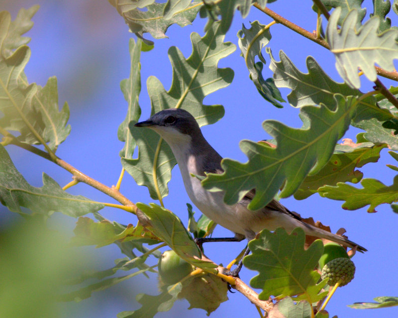 Lesser Whitethroat