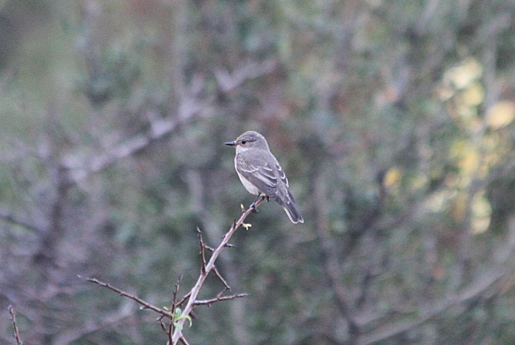 Spotted Flycatcher