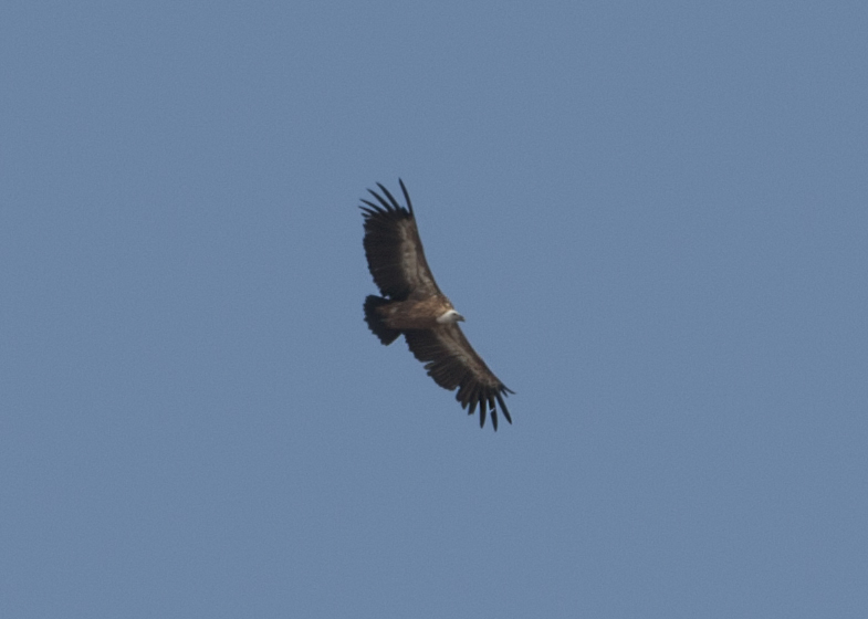 Griffon Vulture
