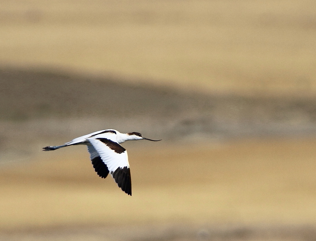 Pied Avocet
