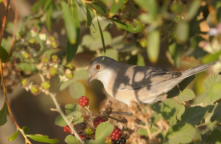 Menetries`s Warbler