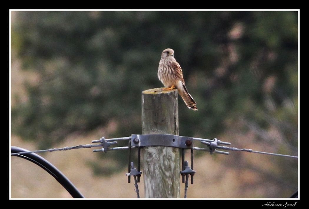 Common Kestrel